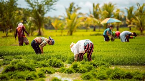 openload fair trade|Filipino farmers secure their livelihoods via fair trade.